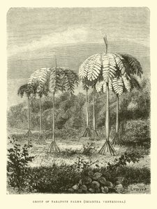 Group of Tarapote Palms, Iriartea Ventricosa by Edouard Riou